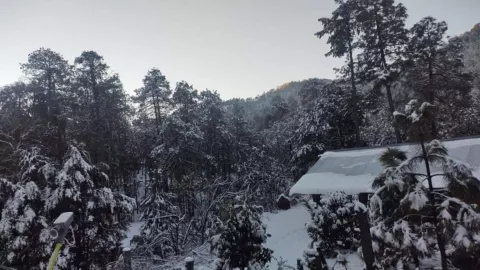 Árboles cubiertos de nieve en San Gertrudis, Badiraguato, Sinaloa