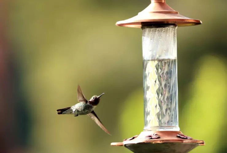 Así puedes adoptar un colibrí