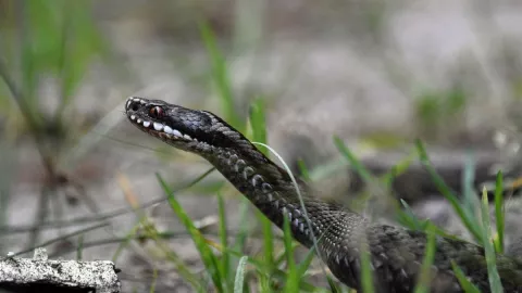 La leyenda El diablo anda suelto 24 de agosto.