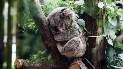 Esto dice una ONG sobre el sacrificio de koalas en Australia.