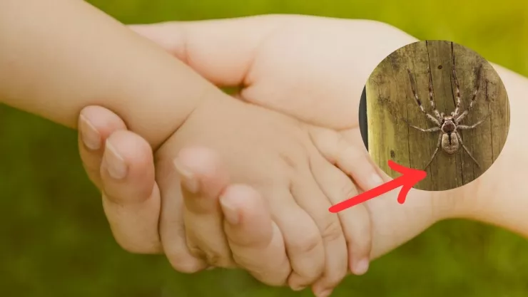 Niña muere por picadura de araña