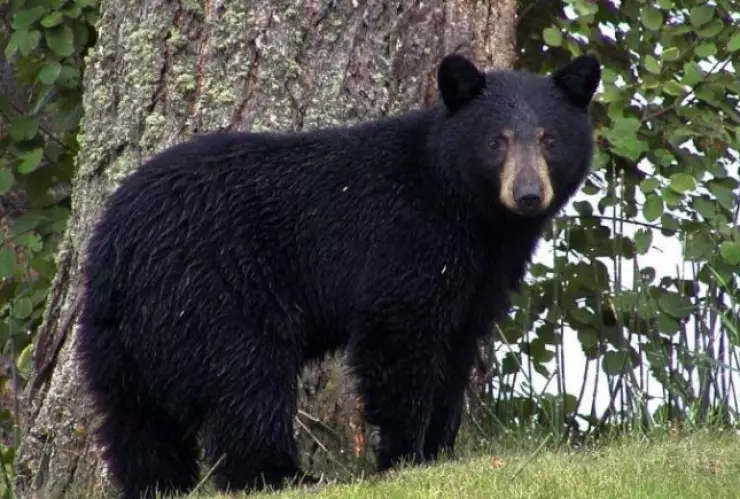 oso-negro-NL.jpeg