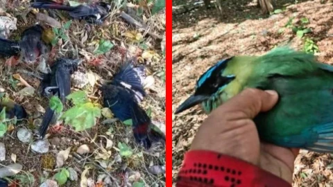 ¿Heladez está matando a las aves de frío? Encuentran pájaros muertos en las calles y esta es la teoría
