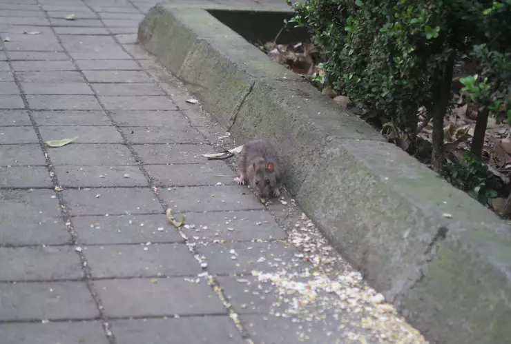 Roedores en la ciudad, vecinos incómodos