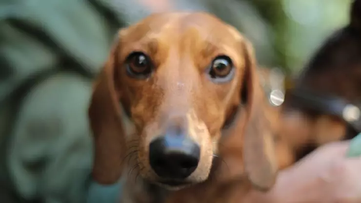 perrito asustado pirotecnia