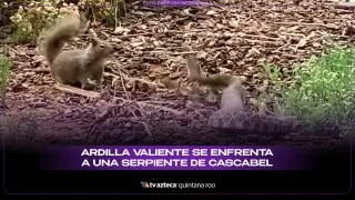 ¡De película! Ardilla valiente se enfrenta a una serpiente de cascabel_ VIDEO VIRAL.webp