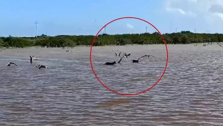 Captan ataque de perros a flamingos en el puerto de Sisal; esto dicen los ambientalistas