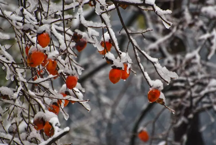 Nevadas en Chihuahua 2024