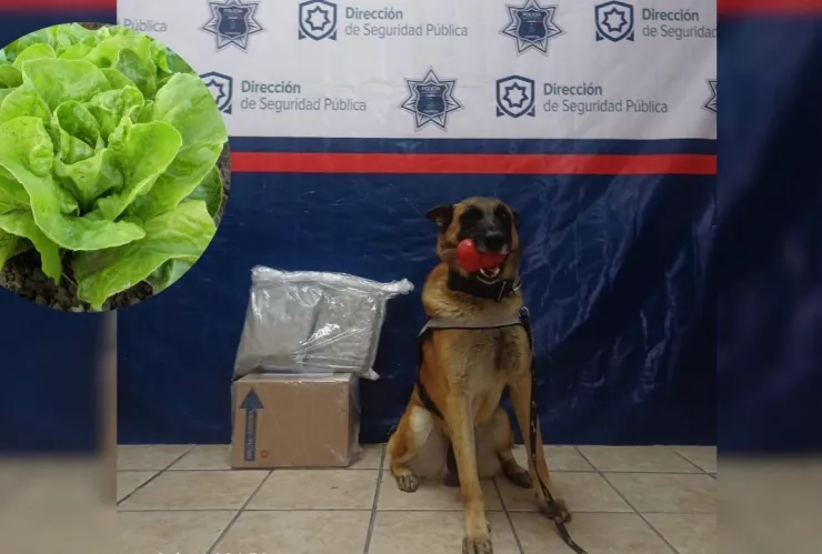 Torreón Noah, agente canino, detecta droga empaquetada como lechuga.jpg