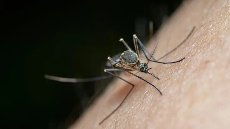 Proyecto de Google con mosquitos tratados: EU revisa plan para combatir enfermedades