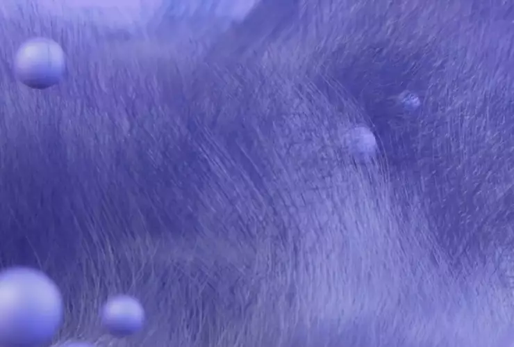 veri peri color del año