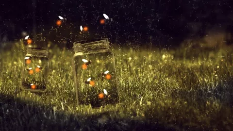 Luciérnagas, peligro de extinción c.jpg