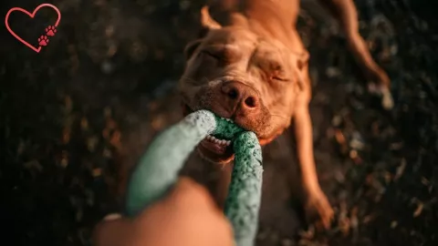 Las 3 razas de perros con feroz estampa pero que son muy tiernos, según la IA.jpg