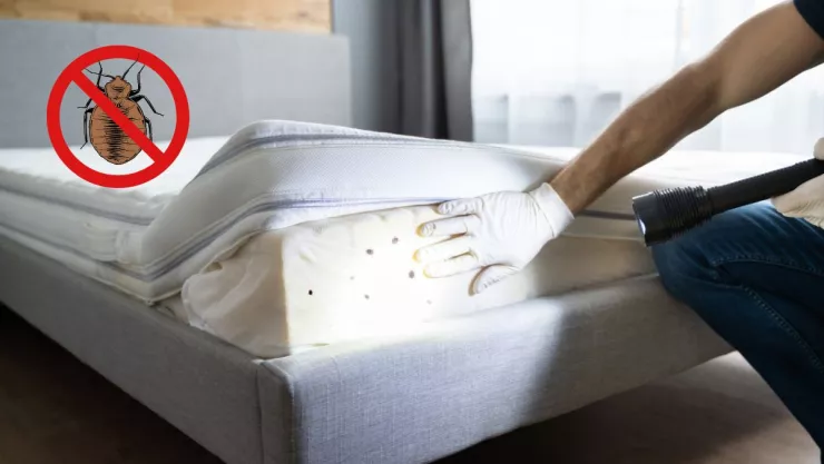 El remedio definitivo para eliminar a las chinches de tu colchón?