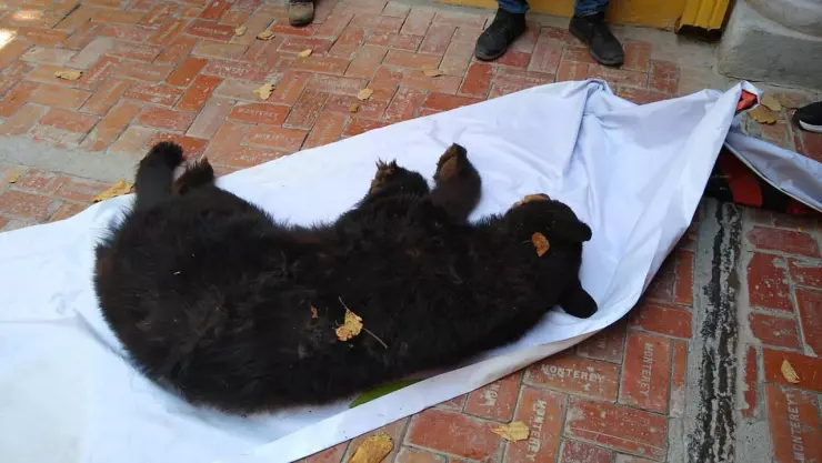 oso nuevo león villaldama 