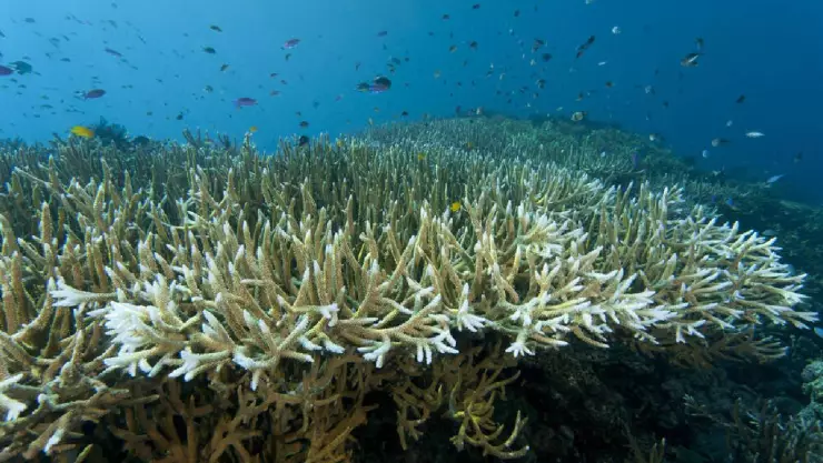 Blanqueamiento corales en Quintana Roo.jpg
