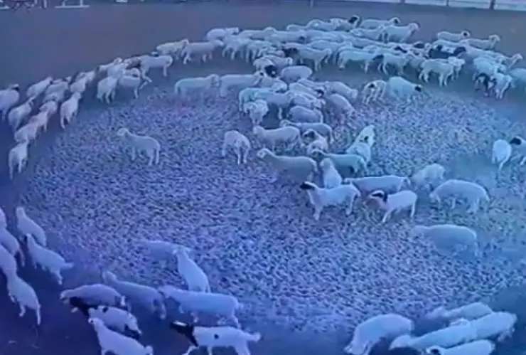 ¡Las ovejas se movieron en círculos! Te explicamos porqué