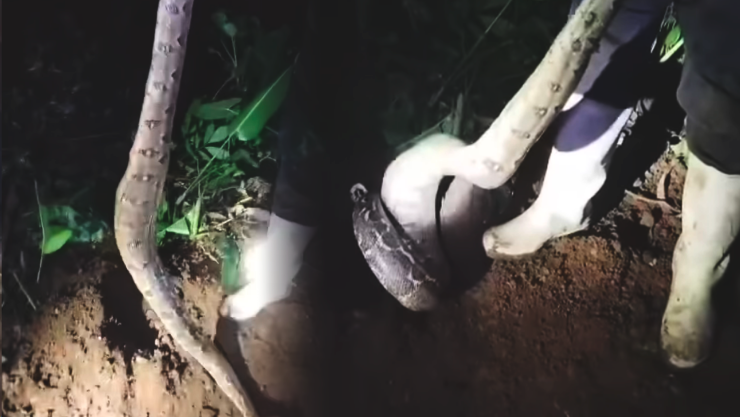 Serpiente Tapachula Chiapas