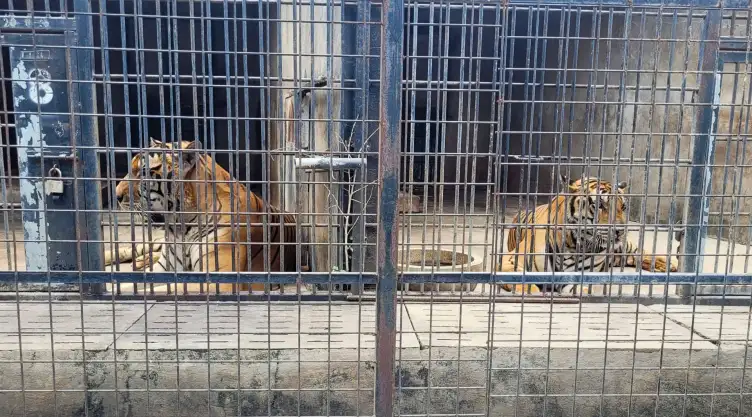 Tigres en el zoo Dong Xoai, en Bien Hoa, Vietnam