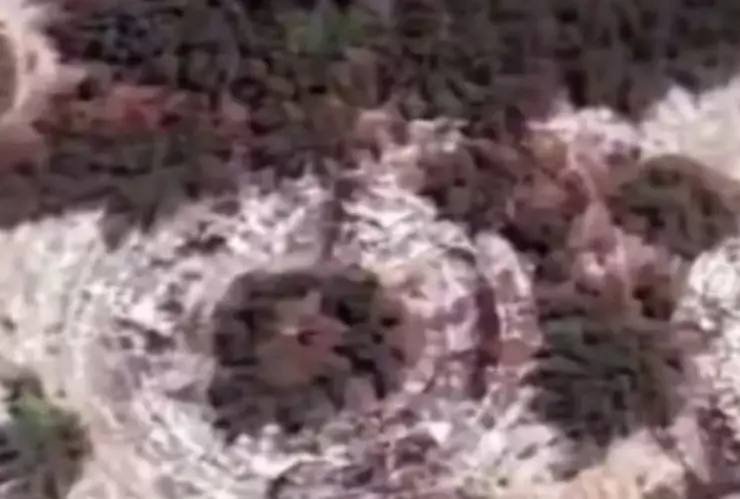 Círculos en playa Miramar de Tamaulipas