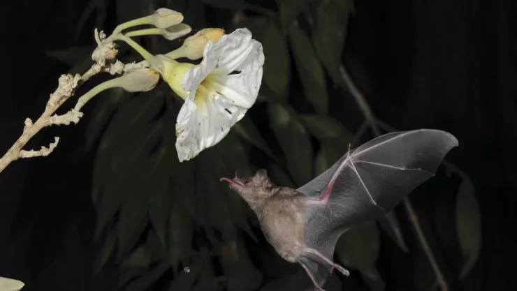 hombre-muere-murcielago-no-quiso-atencion-medica-oaxaca