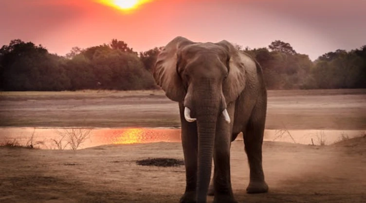 Muere-joven-de-22-años-al-ser-atacada-con-un-colmillo-por-un-elefante-en-Tailandia