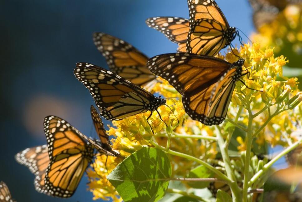 Mariposa monarca.jpeg
