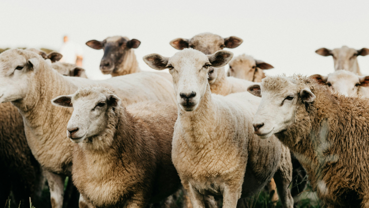 Resguardan a más de 700 animales de inmueble