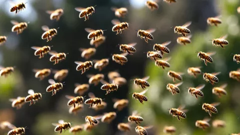 ¡Abuelita MUERE tras ser picada por ENJAMBRE DE ABEJAS, en este municipio de Michoacán! Esto pasó .jpg