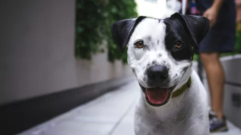 Por este motivo los humanos hablan con sus mascotas