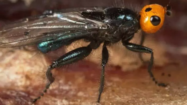 reaparecen moscas carnívoras en francia y españa extintas hace más de 100 años.jpg