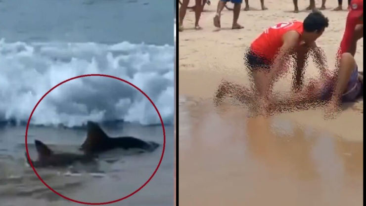 Video Tiburones atacan a dos personas en una playa de Brasil