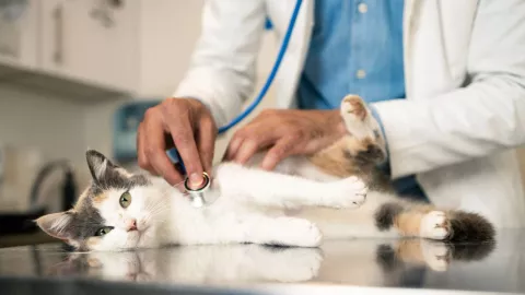 Enfermedades que afectan a los gatos