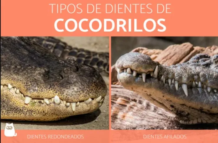 caiman-invade-pista-base-fuerza-aerea-florida-video-dientes