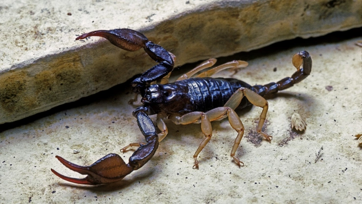 Alacrán vs escorpión: Aprende a identificar los tipos y cuál es más peligroso