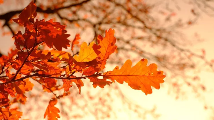 Clima en Tijuana, Baja California hoy domingo 24 de septiembre 2023