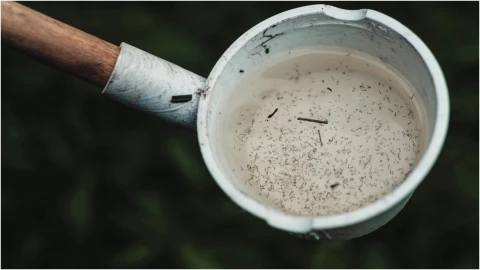 ¡Aguas con el Dengue! 5 recomendaciones para prevenirlo durante la temporada de lluvias en Aguascalientes