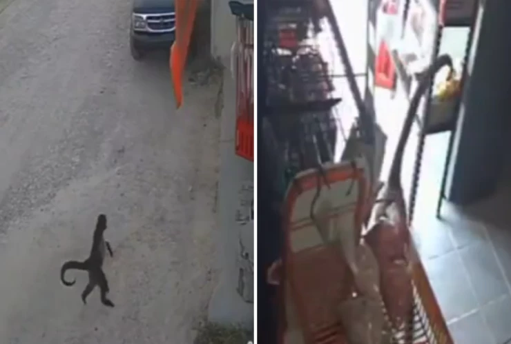 ataque del mono araña en Chiapas.png