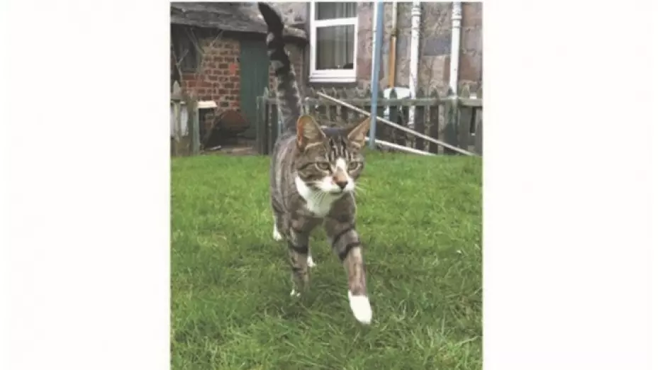 gatito