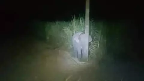Bebé elefante roba azúcar y se esconde.jpg