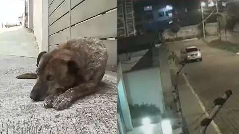 VIDEO_ Se roban casa de perro; ladrones se conmueven y la regresan