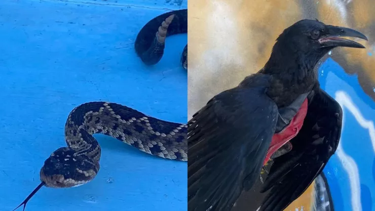 Rescate de serpiente de cascabel y cuervo en El Marqués, Querétaro