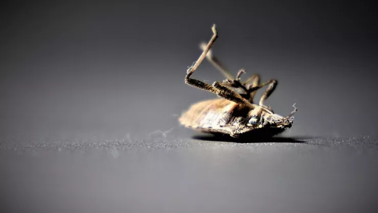 ¿Cómo eliminar las chinches con vinagre?