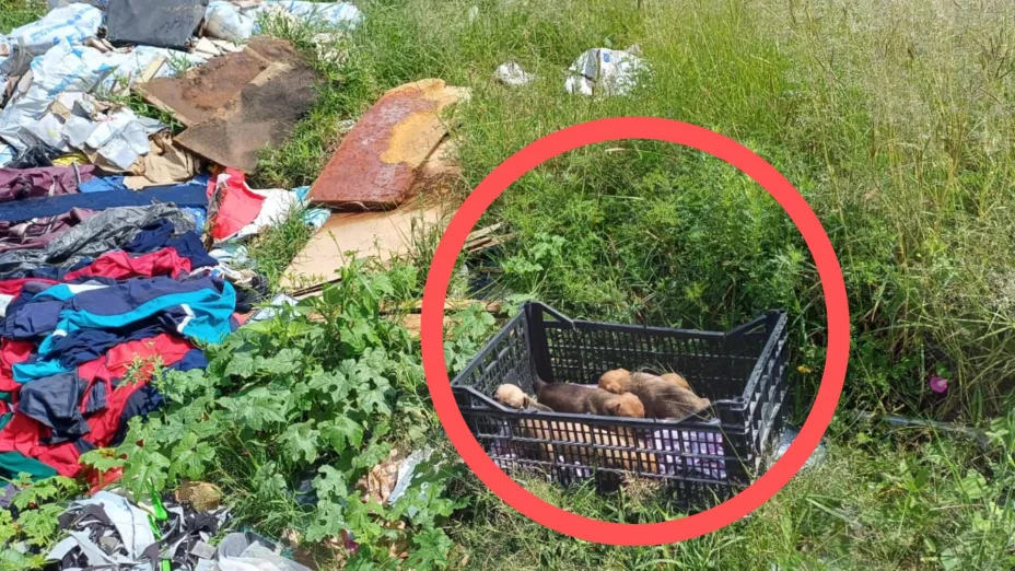 rescate cachorros León