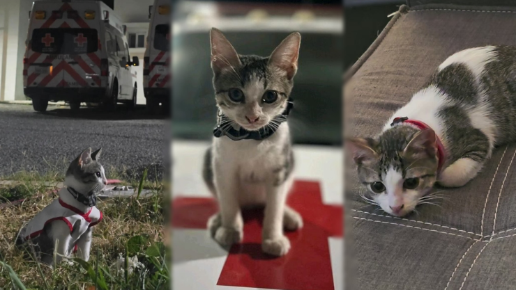La Cruz Roja es viral por adoptar a un gatito que acelera corazones.jpg
