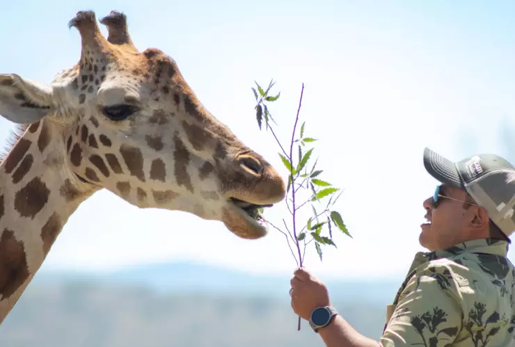 cuando y como conocer a la jirafa benito en puebla.jpg