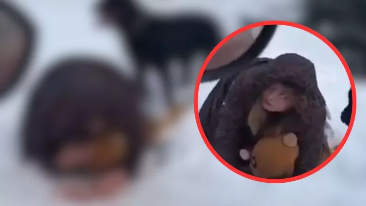 Madre protegió a su hijo con su cuerpo tras ataque de Rottweiler en Rusia hoy 27 de febrero de 2025