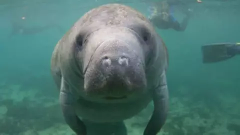 ¡Regresará a casa! El manatí Pompeyo será liberado y viva en su hábitat natural