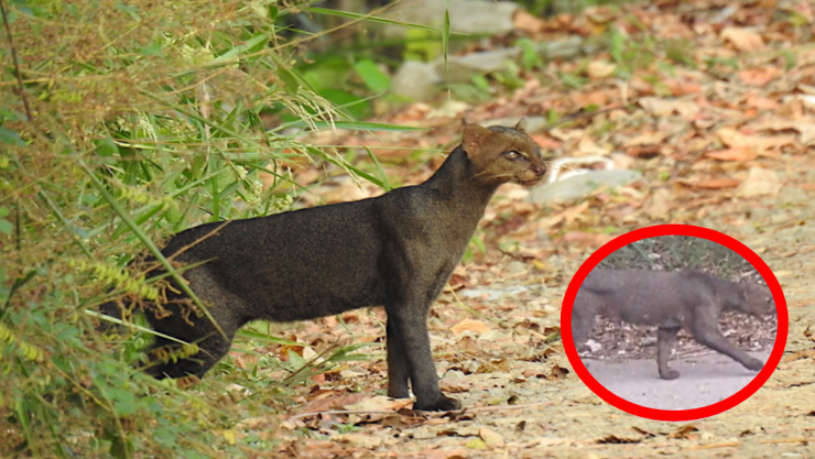 Jaguarundi