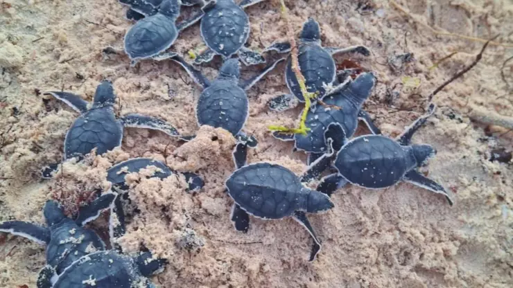 Registran en Cozumel nacimiento atípico de tortuga blanca este Fin de Año: Esto se sabe